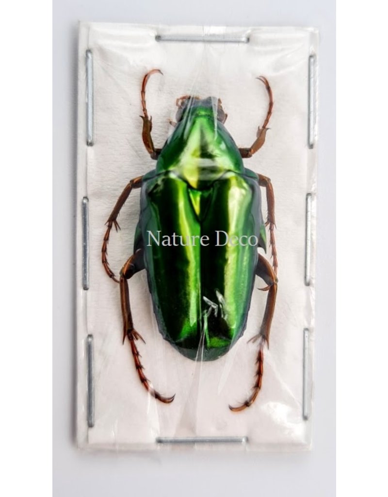 . Unmounted Chalcothea Smaragdalis