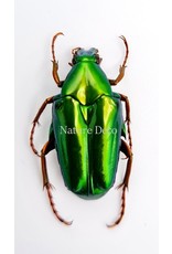 . Unmounted Chalcothea Smaragdalis