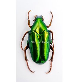 . Unmounted Chalcothea Smaragdalis