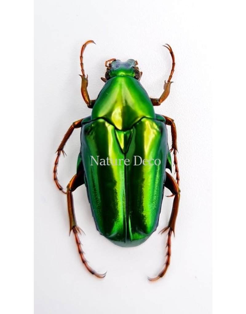 . Unmounted Chalcothea Smaragdalis