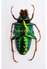 . Unmounted Chalcothea Smaragdalis