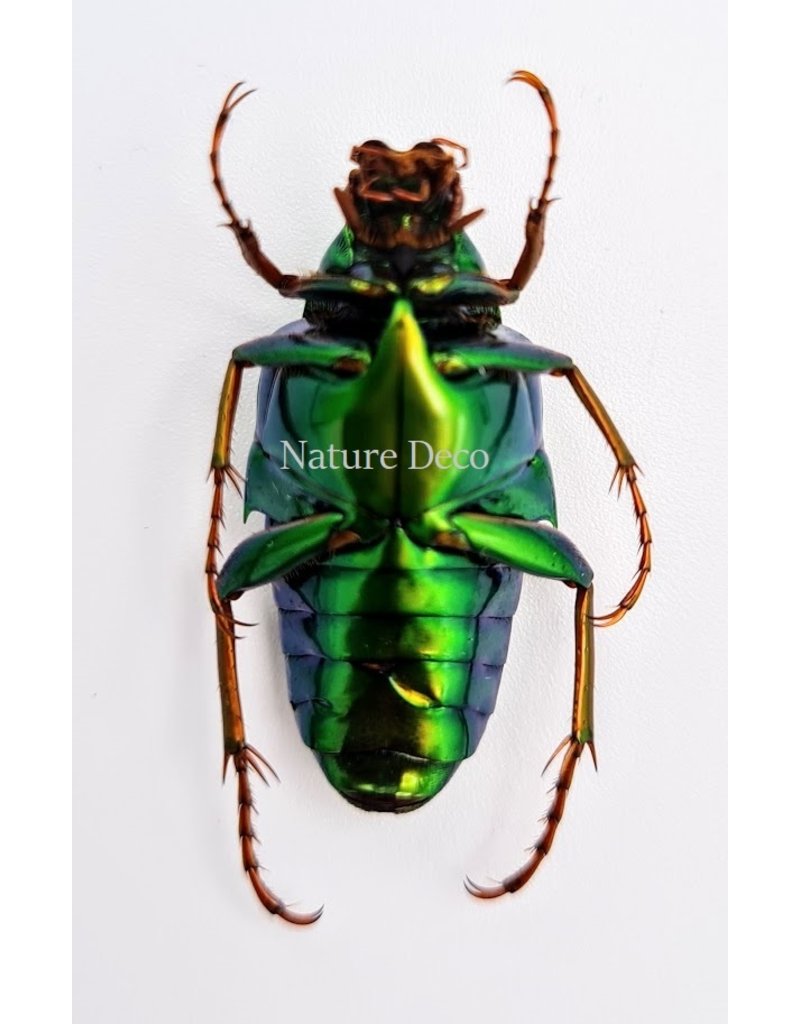 . Unmounted Chalcothea Smaragdalis