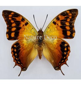 . Unmounted Charaxes Candiope