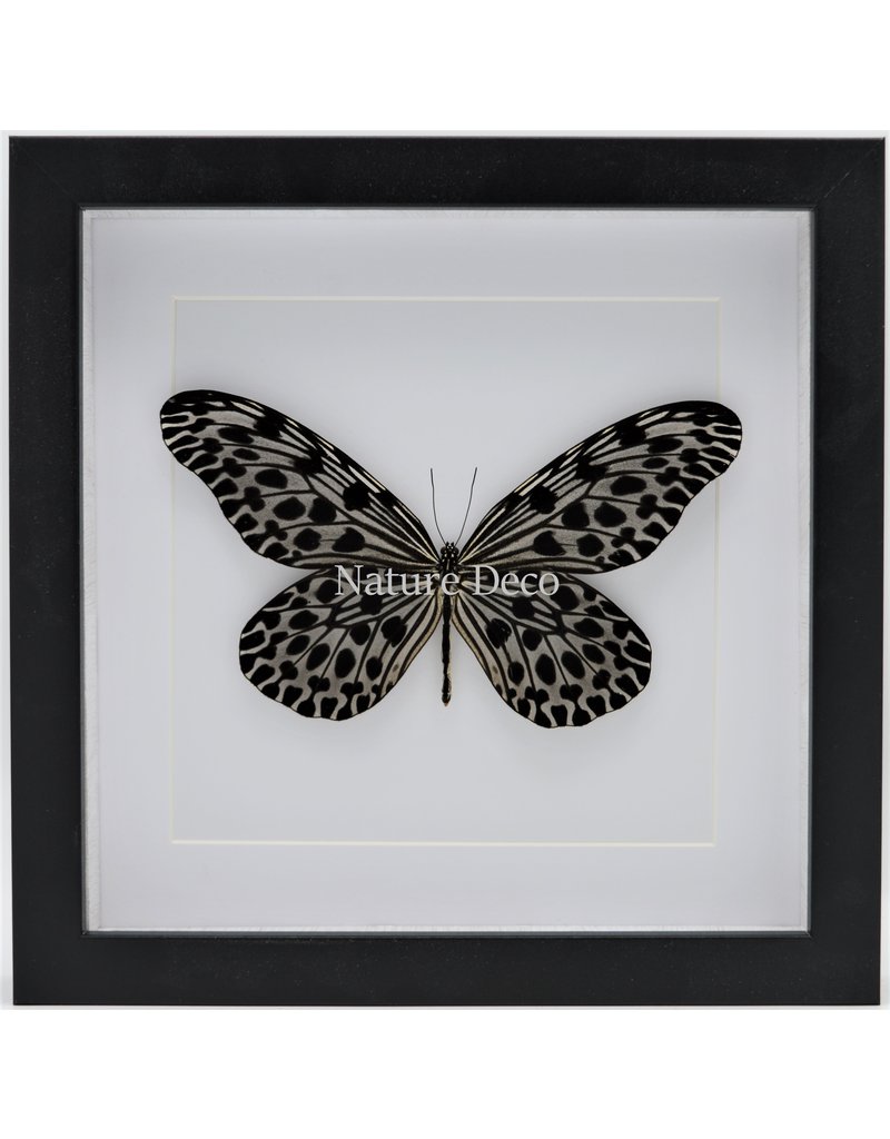 Nature Deco Idea Lynceus in luxury 3D frame 22 x 22cm