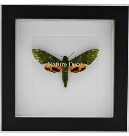 Nature Deco Euchloron Megaera in luxury 3D frame