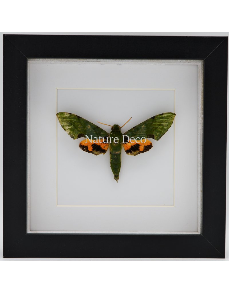 Nature Deco Euchloron Megaera in luxe 3D lijst 17 x 17cm