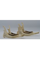 . Lower jaw roe  DUO