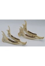 . Lower jaw roe  DUO