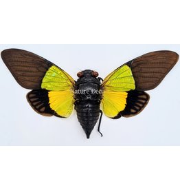 . (On)geprepareerde Trengganua Sybilla (cicade)