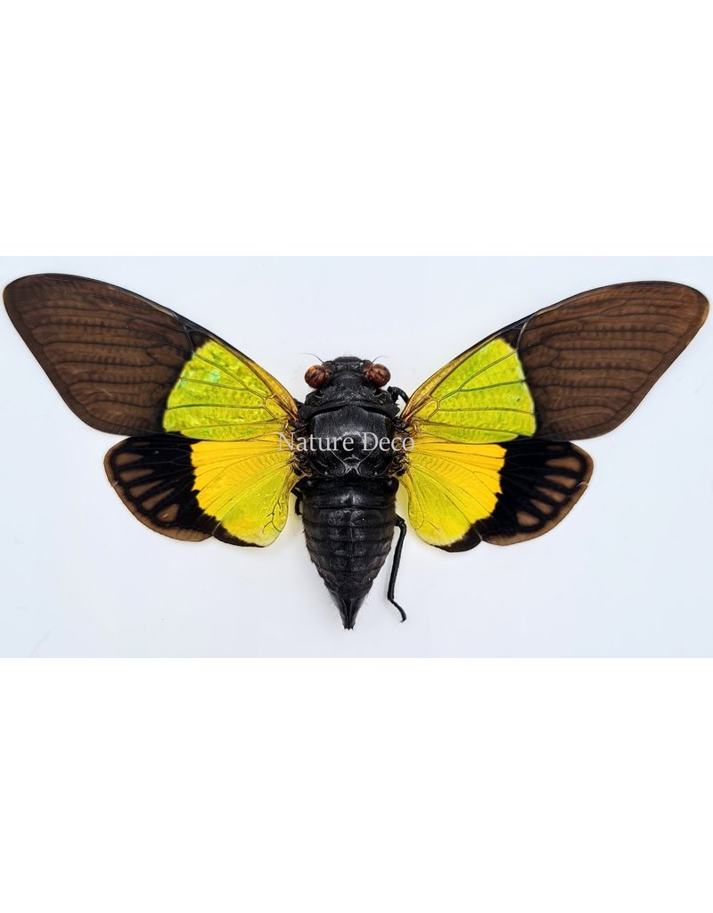 . (Un)mounted Trengganua Sybilla (cicada)