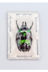 . Unmounted Mystroceros Rouyeri