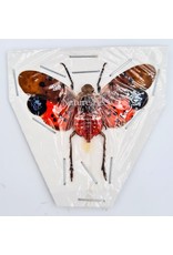 . (Un)mounted Penthicodes Atomaria/Celebicus