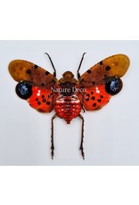 . (Un)mounted Penthicodes Atomaria/Celebicus