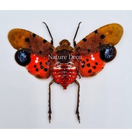 . (Un)mounted Penthicodes Atomaria /Celebicus