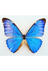 . Unmounted Morpho Aurora