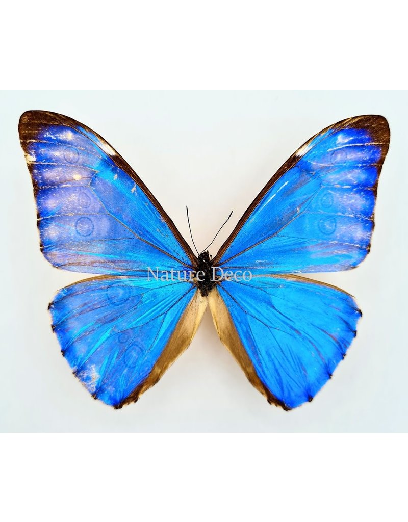 . Unmounted Morpho Aurora