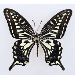 . Unmounted Papilio Xuthus