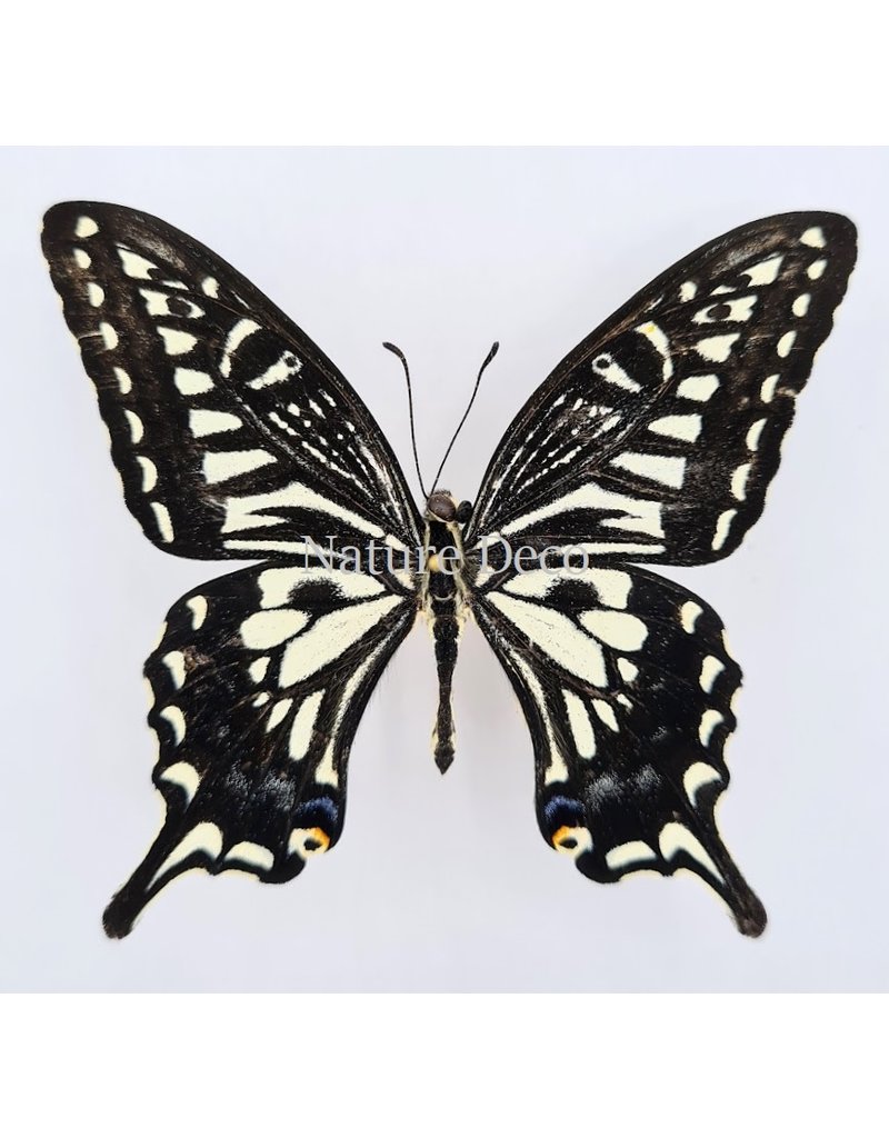. Ongeprepareerde Papilio Xuthus