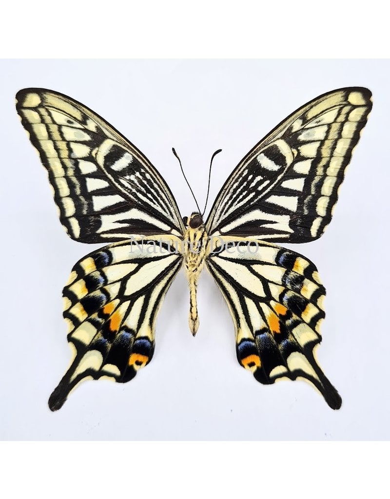 . Ongeprepareerde Papilio Xuthus