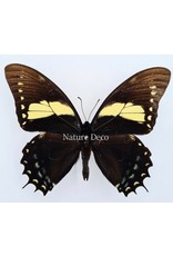 . Unmounted Papilio Aristeus