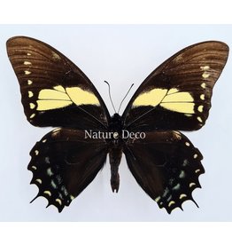 . Ongeprepareerde Papilio Aristeus