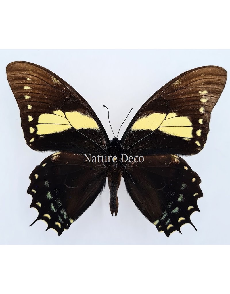 . Unmounted Papilio Aristeus