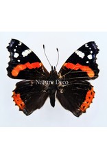 . Unmounted Vanessa Atalanta