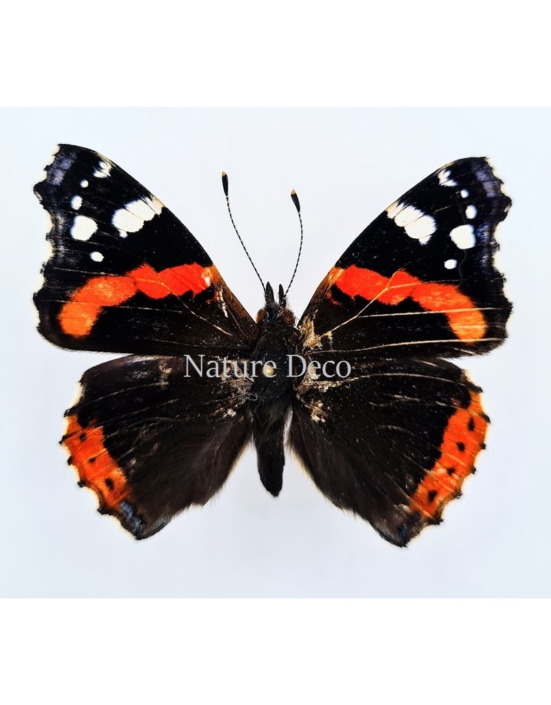 . Unmounted Vanessa Atalanta