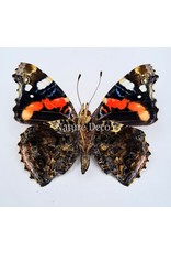 . Unmounted Vanessa Atalanta