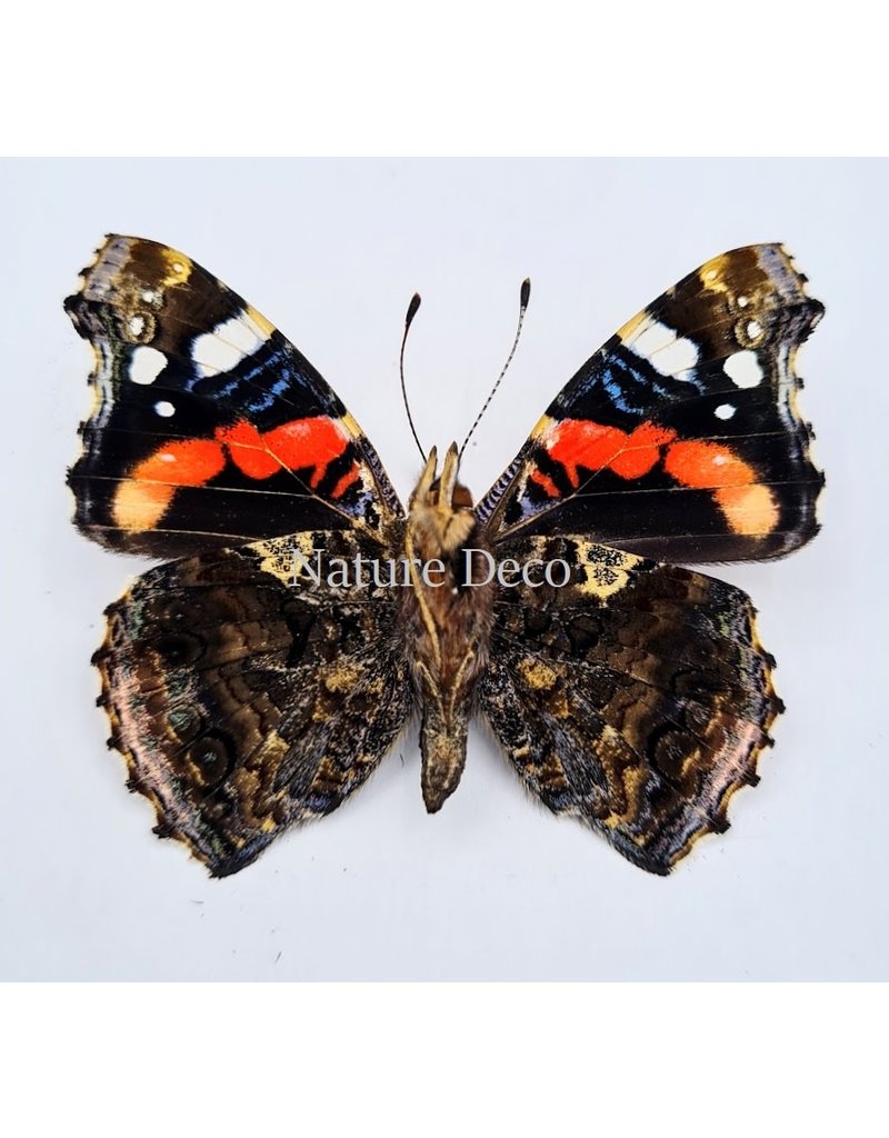 . Unmounted Vanessa Atalanta