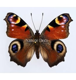 . Unmounted Inachis io (Peacock butterfly)