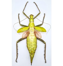 . Ongeprepareerde Heteropteryx Dilatata