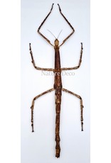 . Unmounted Tirachoidea Westwoodi (stick insect)