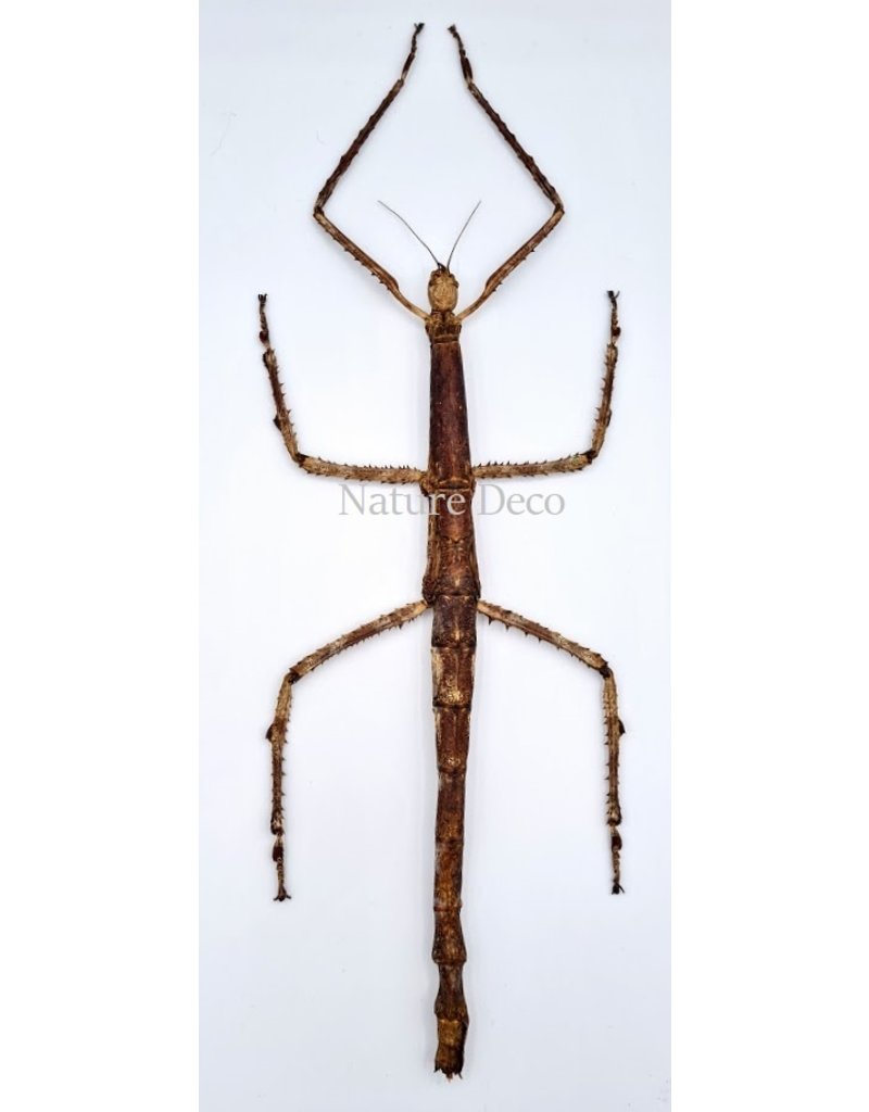 . Unmounted Tirachoidea Westwoodi (stick insect)