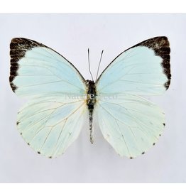 . Ongeprepareerde Pieris Thalassina