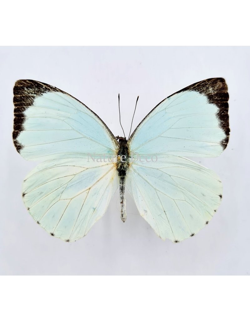 . Ongeprepareerde Pieris Thalassina