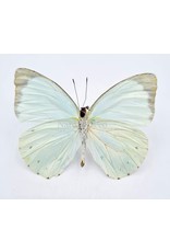 . Unmounted Pieris Thalassina