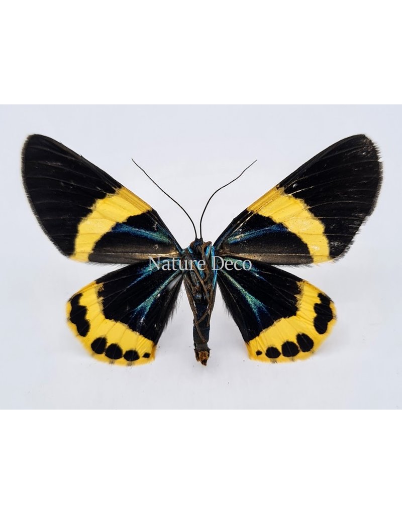 . Unmounted Milionia Basalis (yellow)
