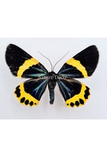 . Ongeprepareerde Milionia Basalis (geel)