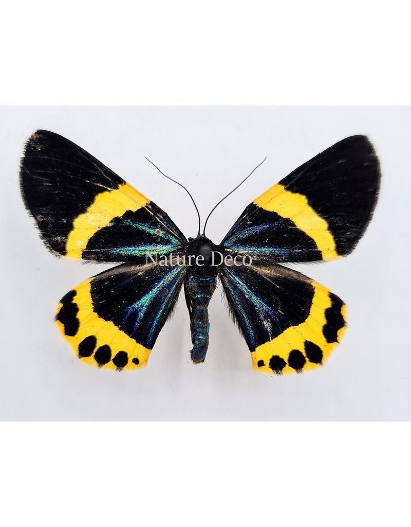 . Ongeprepareerde Milionia Basalis (geel)