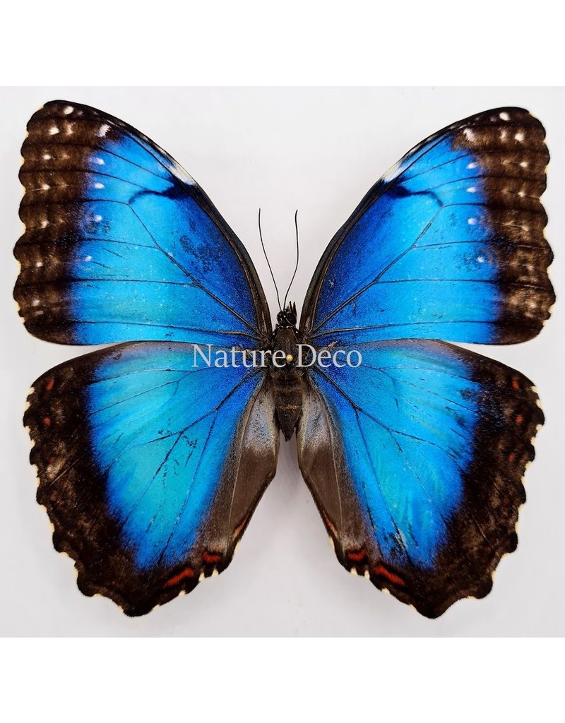 . Unmounted Morpho Peleides (female)