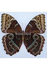 . Unmounted Morpho Peleides (female)