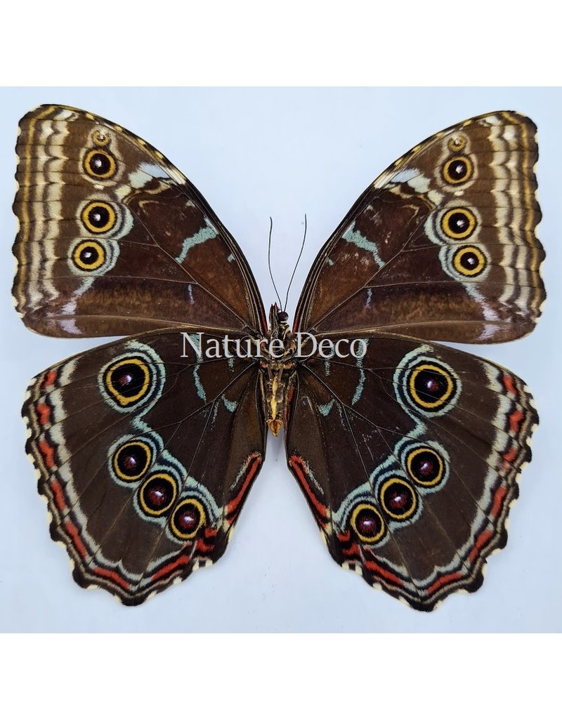 . Unmounted Morpho Peleides (female)