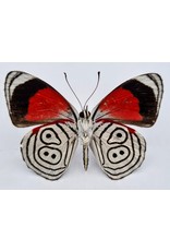 . Ongeprepareerde Diaethria Clymena (Cramer's 88)