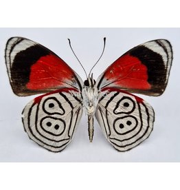 . Unmounted Diaethria Clymena (Cramer's 88)