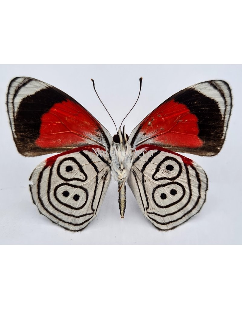 . Unmounted Diaethria Clymena (Cramer's 88)