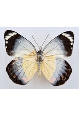 . Unmounted Delias Timorensis