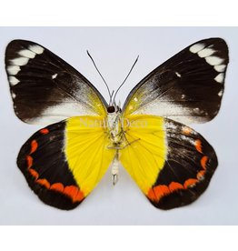 . Unmounted Delias Timorensis