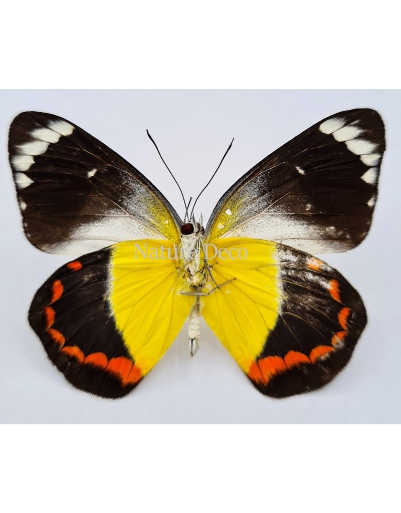 . Unmounted Delias Timorensis