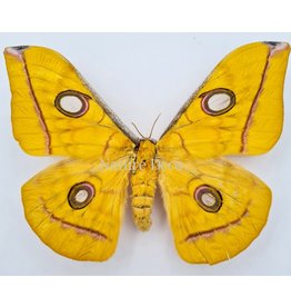 . Unmounted Antheraea Jana (female)